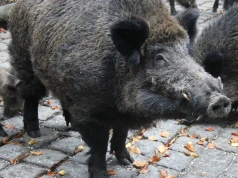 Będą wypłacać nagrody za odstrzelone dziki. Ruszył pilotażowy program