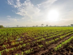 Botanika Farm odwołuje giełdowy debiut. Spółka wskazuje powody