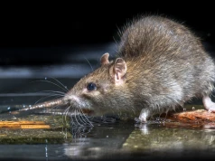 Plaga szczurów gigantów w UK. Gryzonie już są wielkości kotów, a będzie gorzej