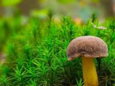 Rośnie w większości lasów, ale wiele osób go omija. Świetny do marynowania