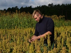„Przygoda z sorgo zaczęła się z biedy” Kacper Piechota pokazuje, kiedy ta uprawa naprawdę się opłaca