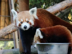 Wrzesień w Śląskim Zoo. Dzień Pandy Rudej, konkurs wiedzy o mokradłach i głos odwiedzających