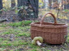 Poszedł na grzyby i zaginął. 63-latka całą noc szukały służby