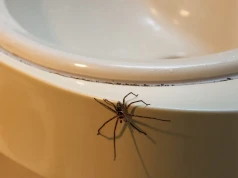 Jesienią pająki pchają się do domu. Tak się ich pozbędziesz