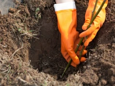 Wrzesień to dobry moment na te krzewy. Wiosną odwdzięczą się pięknymi kwiatami