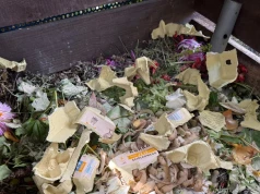 Dodasz do kompostu, przyciągniesz szczury. Nawóz będzie do wyrzucenia