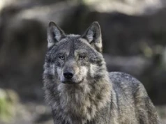 Atak wilka w Samoklęskach. Drapieżnik zagryzł owce. Urząd Gminy w Osieku Jasielskim ostrzega mieszkańców