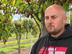 Mini kiwi: niszowa uprawa z dużym potencjałem i dużym ryzykiem