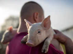 Ruszyła pomoc dla producentów świń. Oni już złożyli wnioski. Koniec za 2 tygodnie