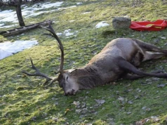 Sprawa jelenia Bartka zakończona bez procesu. Zażalenie rozpoznał sędzia pełniący funkcję w PZŁ