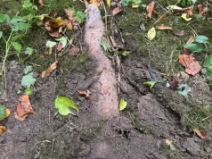 Zamiast borowika… pocisk artyleryjski! Groźne odkrycie podczas grzybobrania