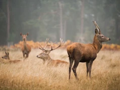 Pod Piotrkowem można spotkać jelenie. Rozpoczęło się rykowisko