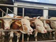 Po umowie z Mercosur rośnie import, a ceny bydła spadają. Branża wzywa do szybkich działań