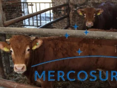 Czy Mercosur wpływa na ceny wołowiny? PPZW chce dochodzenia KE