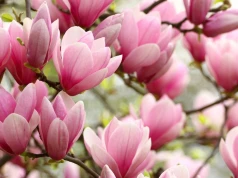 We wrześniu sięgasz za sekator? Jedno złe cięcie i po kwiatach magnolii