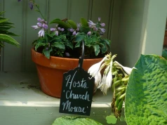 Funkia Church Mouse – uprawa i ciekawostki