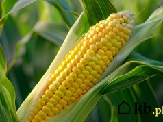 Może kosztować o wiele mniej niż pellet. Zanim kupisz, sprawdź jedną rzecz w instrukcji kotła