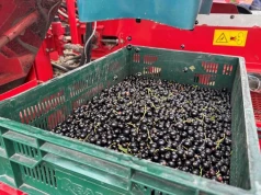 Plantator postawił na przemysłowe jagodowe i tym razem jest zadowolony. Sezon nie był łatwy, ale dał zarobić