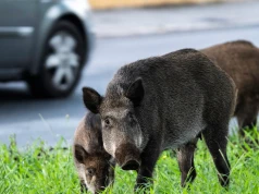 Dziki w mieście. Mieszkańcy są bezradni wobec nieproszonych gości