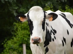 Jak zamienić krowie mleko w zeroemisyjne ciepło? Najstarszy producent cheddara ma na to patent
