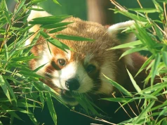 Jadzia doczekała się Benka. Nowa pandka ruda w gdańskim zoo