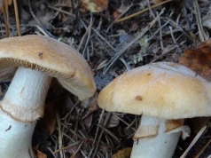 Grzyby turki to skarb. Wszyscy je omijają, a to rarytas.