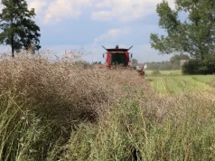 Produkcja rzepaku bliska 100 mln t. Czy Urugwaj poratuje Unię?
