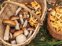 Rosną wyłącznie pod jednym rodzajem drzew. Do suszenia i na sos są lepsze niż prawdziwki