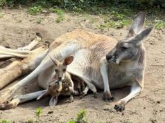 Warszawskie ZOO. Mama kangurzycy Stefci zrobiła coś, czego nikt się nie spodziewał. "Ogromny wysiłek fizyczny"