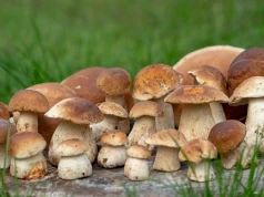 350 borowików w kilka godzin. Grzybiarz pokazał swój rekordowy zbiór