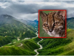 Pierwsze takie odkrycie od ponad 100 lat. To nowy gatunek kota