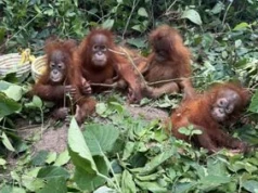 Małe orangutany porzucone w lesie. "Zjawisko na ogromną skalę"