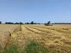 Ile składników zostaje w słomie? Jesienią warto ją zostawić na polu