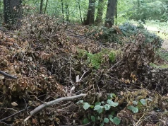 Wywrotka bioodpadów w lesie. Leśnicy przypominają: to też są niedozwolone śmieci