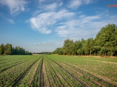 Ile zarabiają rolnicy? GUS podał 5479 zł z hektara za 2025 rok