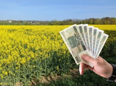 Rzepak bez dopłaty do ubezpieczenia? Nadal nie ma zgody KE