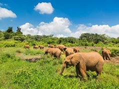 Odwiedź Park Narodowy Nairobi 🦓🦒 Loty do Kenii od 1942 PLN ✈️
