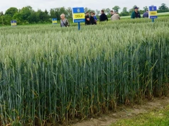 GUS pokazał, co dzieje się na polach. Zbiory mocno w dół. Rzepak aż o 14 proc.