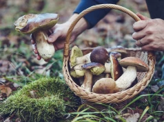 Gdzie nie wolno zbierać grzybów w Wielkiej Brytanii?