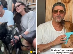 Nie tylko premiera filmu. Brad Pitt znalazł czas dla psów czekających na dom
