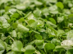 Wystarczy 80 g dziennie. "Królowa warzyw" pomoże obniżyć poziom złego cholesterolu