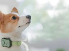 Zadzwoń do swojego pupila, gdy nie ma Cię w domu. PetPogo pokazuje, jak rozmawiać z psem i kotem