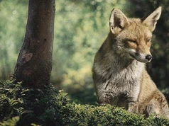 Alert RCB dla części regionu. Z samolotów będą zrzucane szczepionki