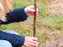 Sadzonki idealne na jesień. Każde drzewko owocowe się przyjmie