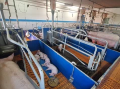 Pogłowie świń minimalnie w dół. Import warchlaków idzie na rekord