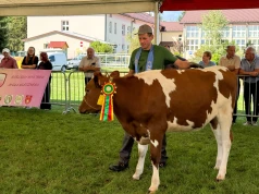 Jałówka ze Stróż czempionem na AGRO Gorlice