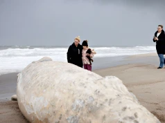 Martwy wieloryb na plaży w Danii. Ma dziewięć metrów długości