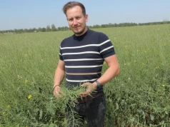 Stokłosy weszły na pole z obornikiem. Rolnik stawia na dwa sposoby zwalczania