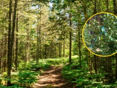 Niebieska wstążka w lesie? Leśnicy wyjaśniają. "Prosimy o nieusuwanie"