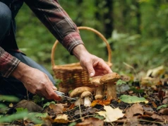 Tu grzyby rosną jak szalone. 8 miejsc na Śląsku, do których ciągną tłumy